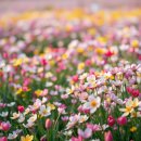 화순 하니움문화스포츠센터 갤러리(전시실) | 화순 봄꽃축제 2026 일정 설레는 봄나들이 떠나기 좋은 시기와 장소 안내