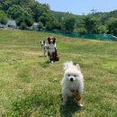 개똥이네캠핑장 이미지