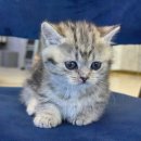 강아지분양 고양이분양 도그마루 무료 검단점 이미지