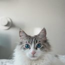 금고양이 이미지