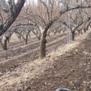 천만농장2 이미지