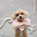 사림동253 이미지