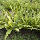 제주 삼도파초일엽 자생지 이미지