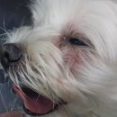 주동물병원 이미지