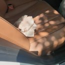 나비야(NABIYA) | 내가 12년 키운 강아지를 추모하는 방법