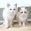 냥이의꿈 | ✨ 꿈에 그리던 냥이, 광교고양이분양에서 만났어요! Yomicat 후기 대공개! ✨