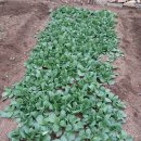 봉동농약사 이미지