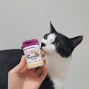 더펫샵(압량점) | [협찬] 고양이 입냄새 싹! 플라그오프 구강영양제 (더펫샵압량점 이벤트)