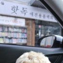 핫독애견백화점 이미지