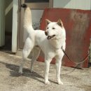 진도개 53카페 이미지