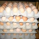 광일농장 이미지