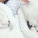 미모고양이 이미지