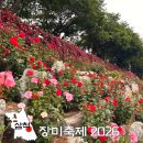 꽃그림천아트 | 2026 삼척 장미축제 실시간 개화상황 주차 방문 후기 5월 강원도 꽃 축제