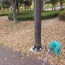 시민공원 북문 앞 횡단보도 이미지