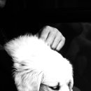 미소로 동물병원 이미지