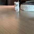 안눙하시라요 덥디 덥네여
