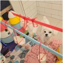 부산애견호텔 강아지유치원 맘바이 사하구점 이미지