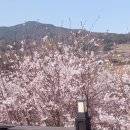 벚꽃향기민박 이미지