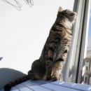 구름위의고양이 이미지