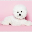 베베동물병원 이미지