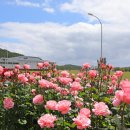 장미식품 이미지