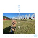 2024 통영 어부장터 축제 음식 후기/꿀팁/강아지