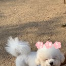 댕댕스토리 이미지