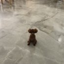 몽보드레 이미지