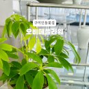 오비떼플라워 이미지
