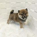 오독안심분양센터 강아지분양 고양이분양 하남점 이미지