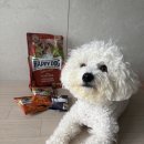 해피독 | 비숑 저알러지 사료 추천 해피독 해피독 토스카나 미니 급여 후기