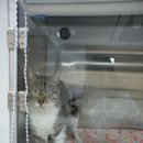 미리내동물병원 이미지