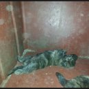 호구농장 이미지