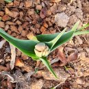 장미정원민박 이미지