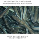 바다장어 - 무안군 운해로 1056-14 | 바다장어