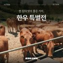 씨제이올리브영전남 - 고흥군 고흥로 1739-2 | 씨제이올리브영전남