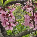 4월에 곱게 핀 연분홍 복사꽃.복숭아나무꽃) 이미지