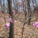 대성리역 ~ 운두산 ~ 오독산 ~ 축령산 ~ 휴양림입구(2011년 4월 2일 토요일) 이미지