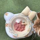 페일블루닷 | [내돈내산] 어페일블루닷 고양이 생식 급여 후기