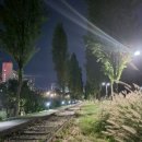 행복한댕댕이 | 주말 서울근교 댕댕이와 기분 전환 산책~