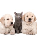 꿈의 애견미용 이미지