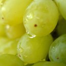 청포도 이미지