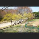 홍이남이농장 | 서울 올림픽공원 B구역 산책로와 봄꽃 둘러보기