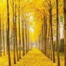 Le Pont Mirabeau/Alan Walker - Faded/Rick Nelson - Oh Donna/Louane - Secret 이미지
