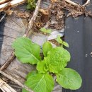 농장풀물 이미지