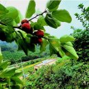 6시내고향 | 6시내고향 순창 고추장 된장 주문처 알아보기