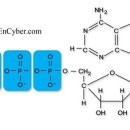 ATP [adenosine triphosphate] 이미지