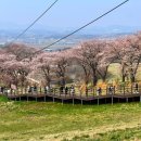 용식목장 | 서산 벚꽃 실시간 2026 해미천·한우목장 개화율 총정리 (지금 가도 될까?)