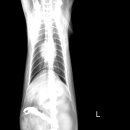 24시 더나은 동물메디컬 센터 이미지