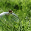 느린 달팽이 이미지